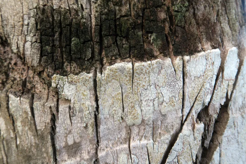 Arthonia antillarum 1 - IMG_2092